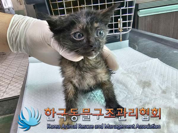 종료(자연사) 한국…